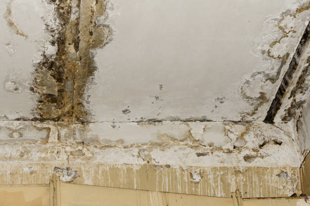 Best Attic Mold Removal  in Glenwood Landing, NY