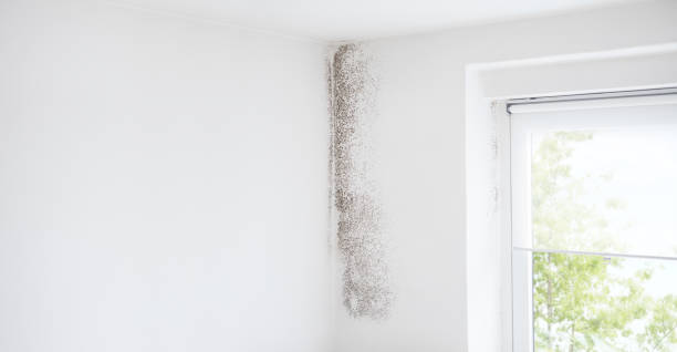 Mold Remediation for Rental Properties in Glenwood Landing, NY